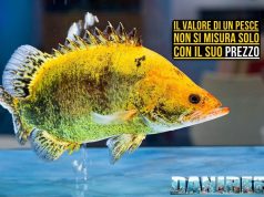 Vale come un’auto: il mondo high value dell’acquariofilia asiatica