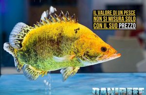 Vale come un’auto: il mondo high value dell’acquariofilia asiatica