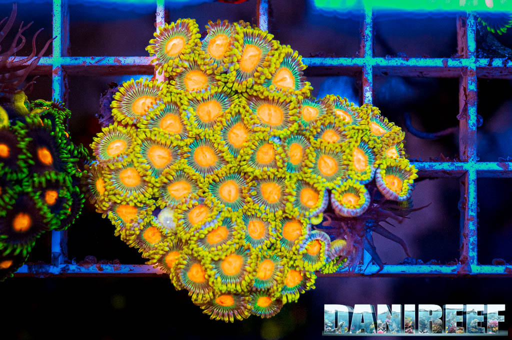 Zoanthus in mostra