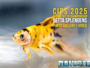 CIPS 2025 Global Betta Championship: la perfezione dei gioielli viventi