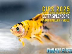CIPS 2025 Global Betta Championship: la perfezione dei gioielli viventi