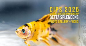 CIPS 2025 Global Betta Championship: la perfezione dei gioielli viventi