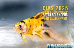 CIPS 2025 Global Betta Championship: la perfezione dei gioielli viventi