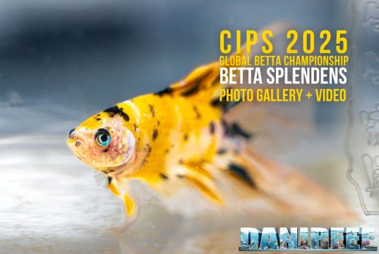 CIPS 2025 Global Betta Championship: la perfezione dei gioielli viventi