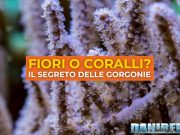Come scegliere una gorgonia: guida rapida per l’acquario marino