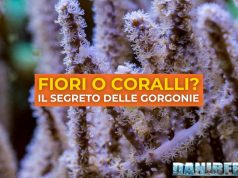 Come scegliere una gorgonia: guida rapida per l’acquario marino