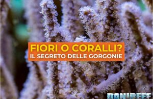 Come scegliere una gorgonia: guida rapida per l’acquario marino