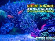 Gorgonie in acquario: guida completa all’allevamento