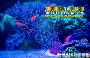 Gorgonie in acquario: guida completa all’allevamento