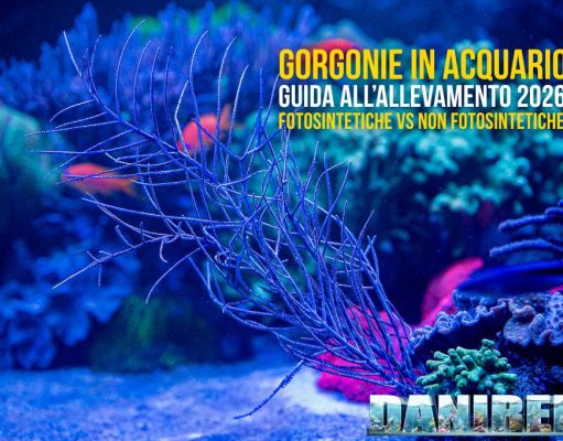 Gorgonie in acquario: guida completa all’allevamento