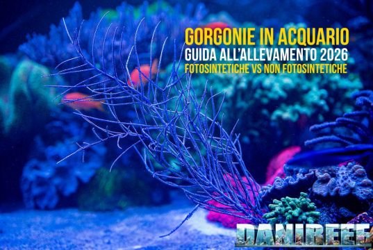Gorgonie in acquario: guida completa all’allevamento
