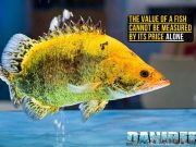 Worth as Much as a Car: The High-Value World of Asian Fishkeeping