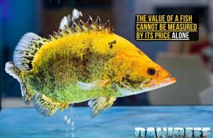 Worth as Much as a Car: The High-Value World of Asian Fishkeeping