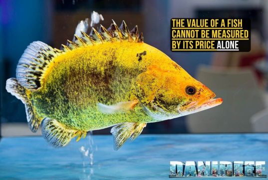 Worth as Much as a Car: The High-Value World of Asian Fishkeeping