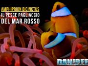 Amphiprion bicinctus: il pesce pagliaccio del Mar Rosso in acquario