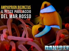 Amphiprion bicinctus: il pesce pagliaccio del Mar Rosso in acquario