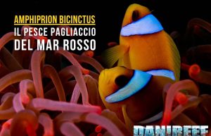 Amphiprion bicinctus: il pesce pagliaccio del Mar Rosso in acquario