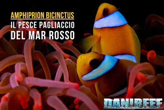Amphiprion bicinctus: il pesce pagliaccio del Mar Rosso in acquario