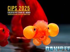 Goldfish al CIPS 2025: guida alle varietà da concorso a Guangzhou
