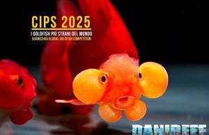 Goldfish al CIPS 2025: guida alle varietà da concorso a Guangzhou