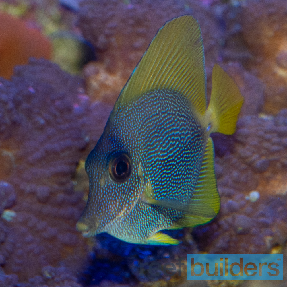 Yurple Tang: raro ibrido tra Zebrasoma flavescens e Zebrasoma xanthurum