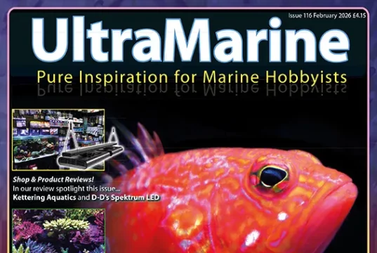 UltraMarine Magazine 116: Plectranthias pelicieri e LED Spektrum