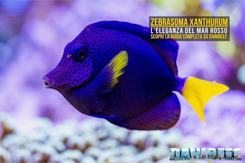 Zebrasoma xanthurum: la nostra copertina