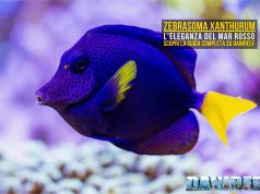 Zebrasoma xanthurum: l’eleganza del Mar Rosso in acquario