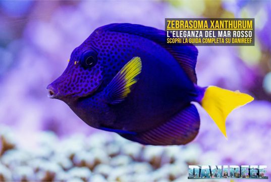Zebrasoma xanthurum: l’eleganza del Mar Rosso in acquario