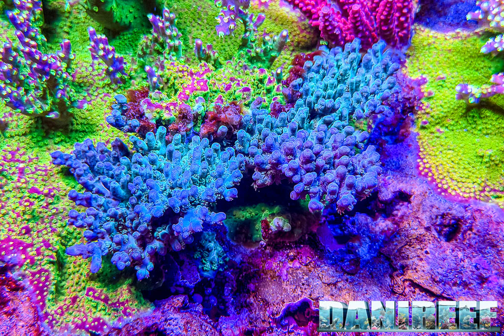 Orgia di colori da RecifAtHome