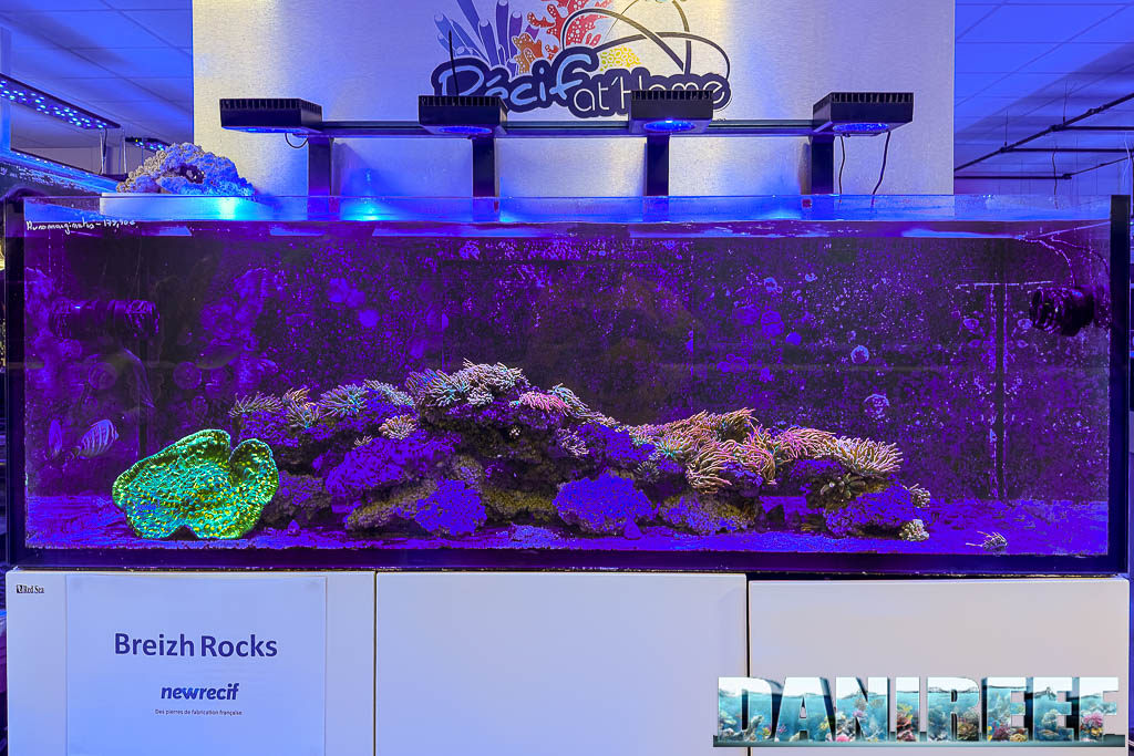 Una delle vasche espositive con anemoni ed uno spettacolare Mycedium Space Invaders