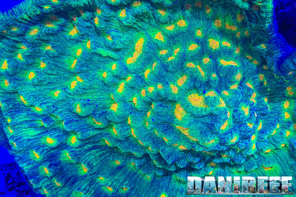 L'incredibile Mycedium Space Invaders