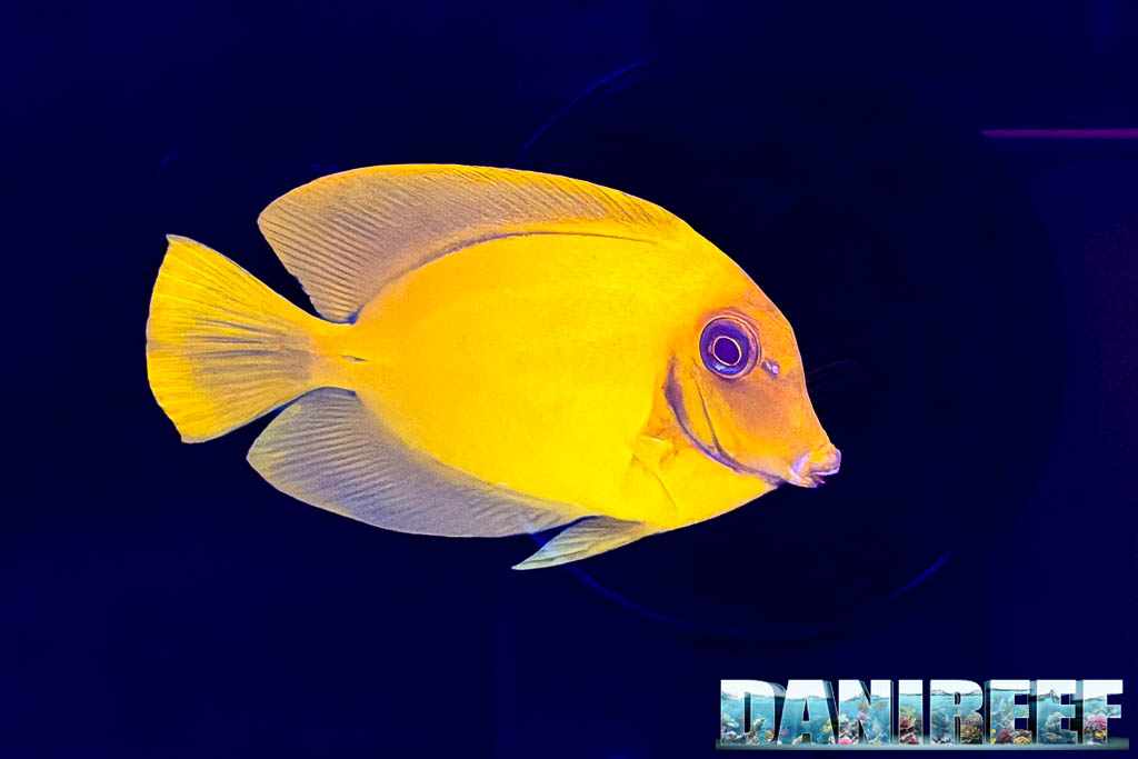 Acanthurus pyroferus