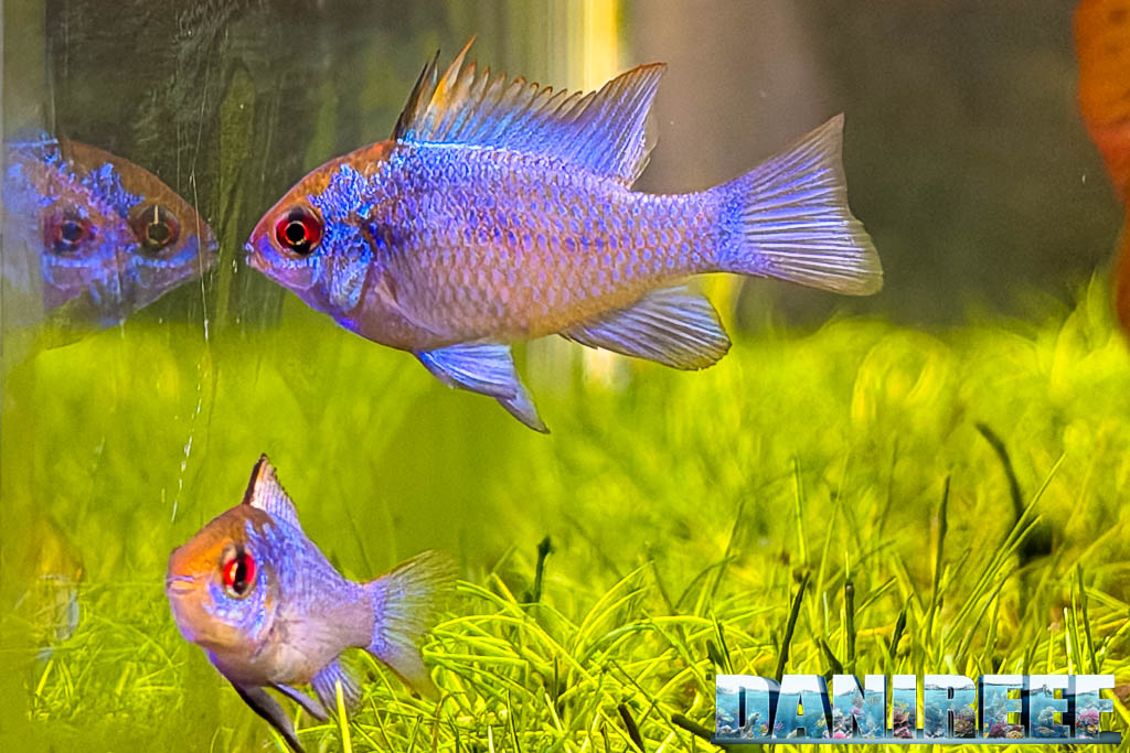 Mikrogeophagus ramirezi