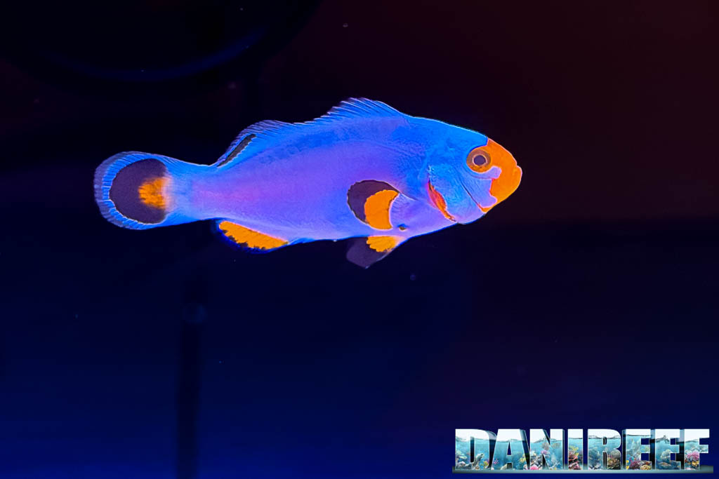 Amphiprion ocellaris