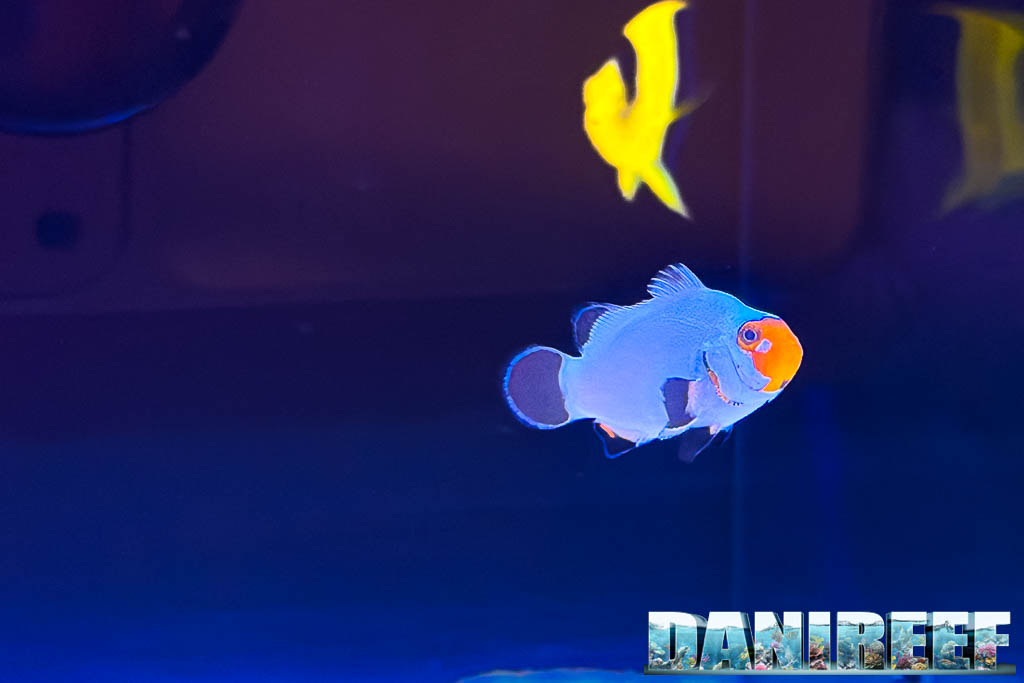 Amphiprion ocellaris