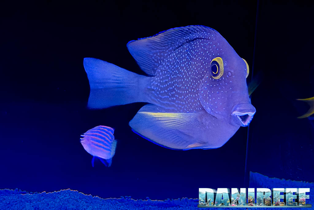 Ctenochaetus truncatus