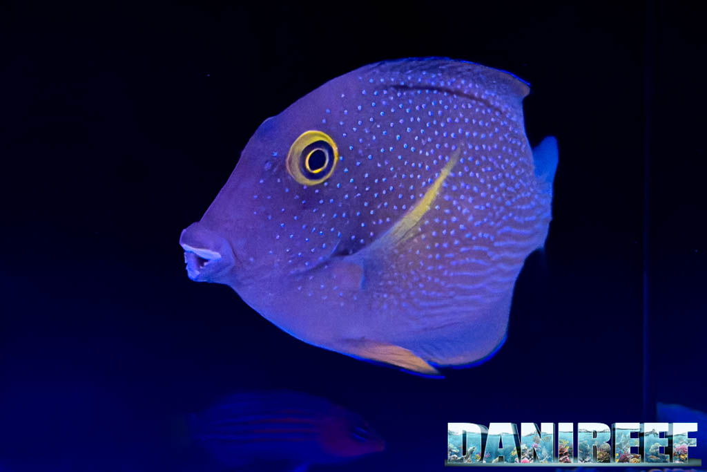 Ctenochaetus truncatus