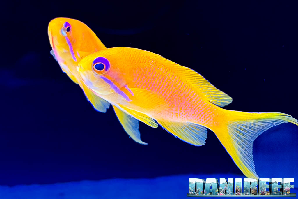 Pseudanthias squamipinnis