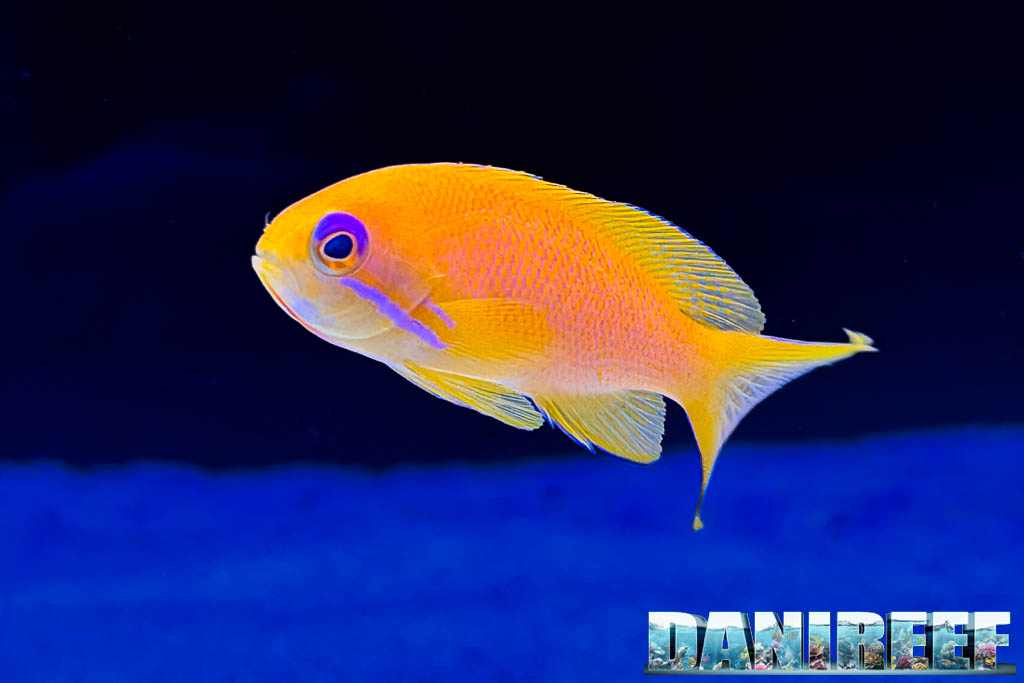 Pseudanthias squamipinnis