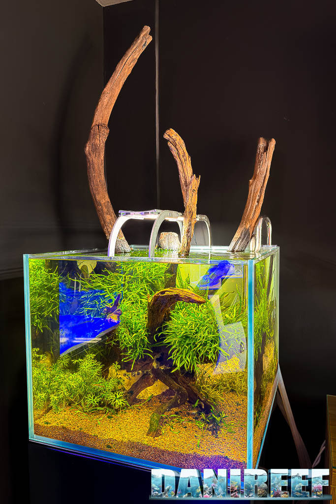 Uno dei bellissimi acquari dolci presenti da Crystal Reef