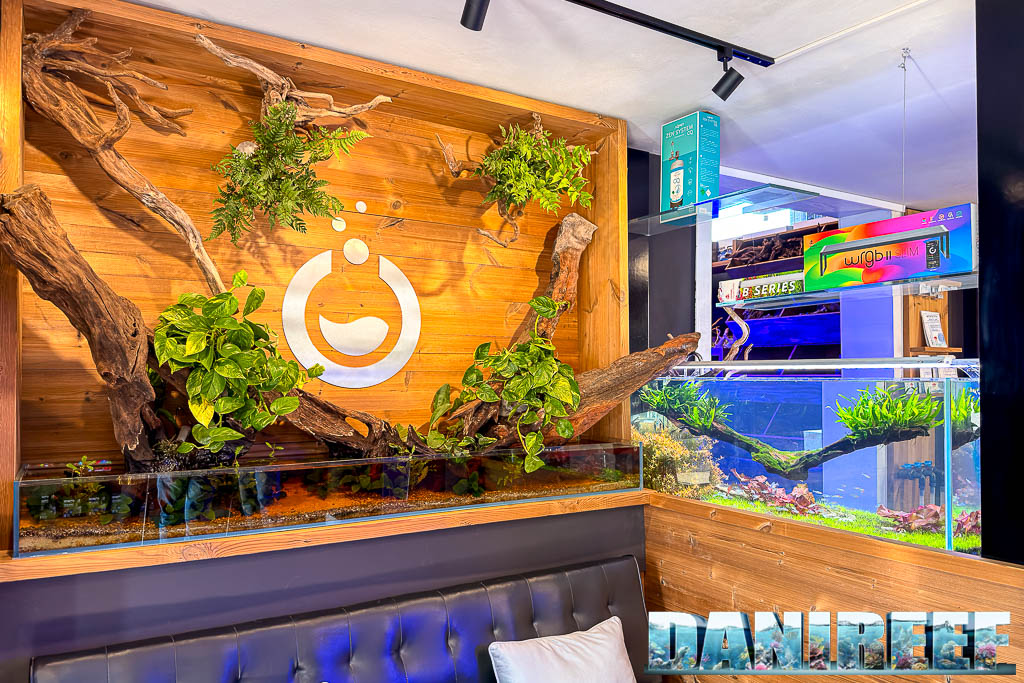 Apre Crystal Reef: un nuovo negozio per gli acquariofili a Cerea