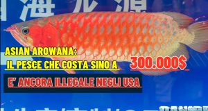 Arowana vietata in USA da 50 anni: una causa può cambiare tutto