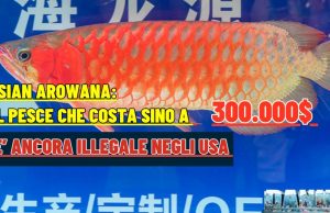 Arowana vietata in USA da 50 anni: una causa può cambiare tutto