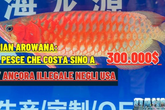 Arowana vietata in USA da 50 anni: una causa può cambiare tutto