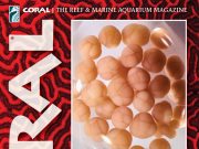 Coral Magazine marzo/aprile 2026: spawning e acquacoltura