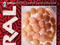 Coral Magazine marzo/aprile 2026: spawning e acquacoltura