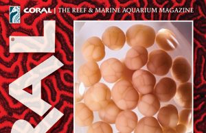 Coral Magazine marzo/aprile 2026: spawning e acquacoltura