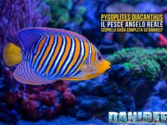 Pygoplites diacanthus: guida completa al pesce angelo reale