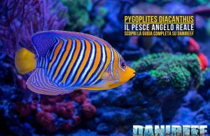 Pygoplites diacanthus: guida completa al pesce angelo reale